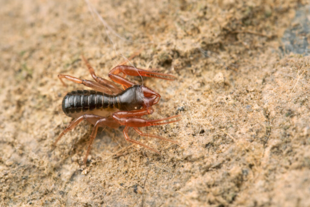 Chthonius sp._3250163 (f18, 1/250s, ISO 200, 2:1, mano libera, 2flash)