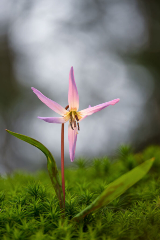 Erythronium dens-canis_3260289 (f3,5, 1/200s, ISO 200, mano libera, 1led)