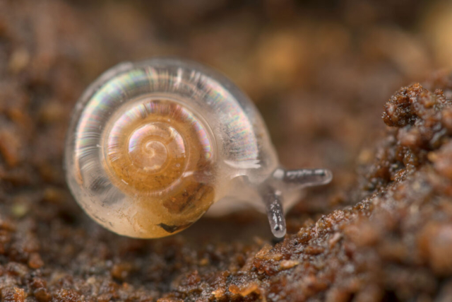 Gastropoda_3260296 (f16, 1/250s, ISO 320, TC2x, 4:1, mano libera, 2flash)