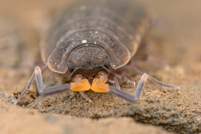 Oniscidea_3250154 (f16, 1/250s, ISO 200, 2:1, mano libera, 2flash)