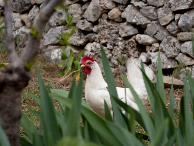 Puglia, 2023 - OM System OM-5