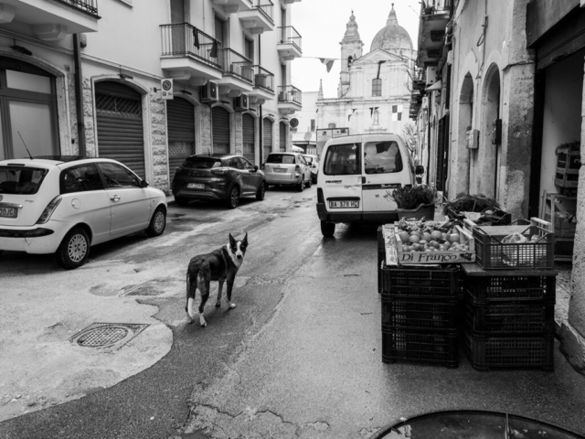Altamura ,2023 - OM-5 + Zuiko 12mm F/2