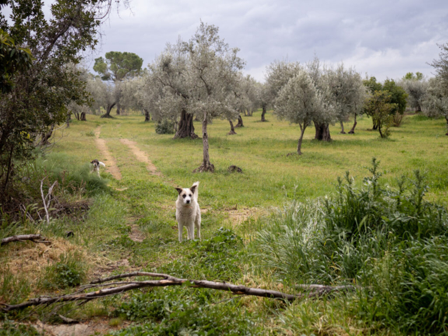 Puglia, 2023 - OM System OM-5