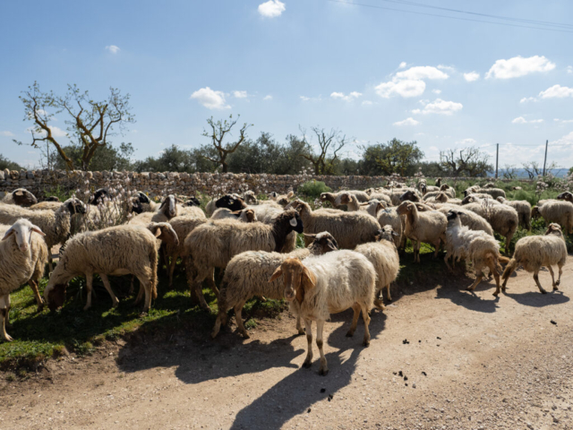 Puglia, 2023 - OM System OM-5