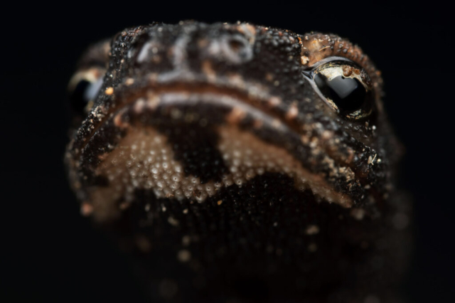 Salamandrina perspicillata_3250101 (f11, 1/250s, ISO 200, 2:1, mano libera, 2flash)