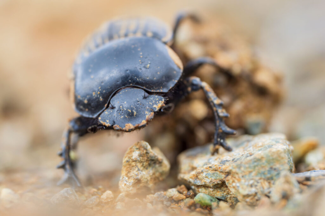 Scarabaeus laticolis_4010023 (f5, 1/160s, ISO 200, mano libera, 1flash)