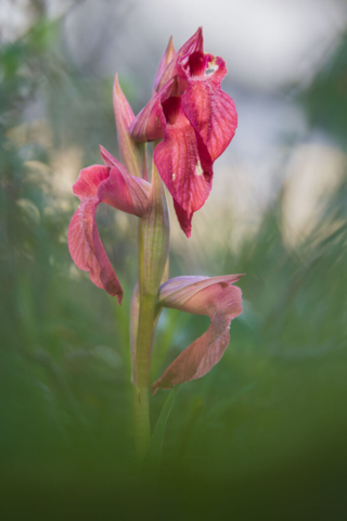 Serapias cordigera _4020127 (f3,5, 1/200s, ISO 200, mano libera, 1led)