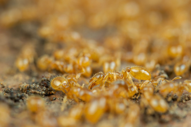 Solenopsis fugax_4010043 (f13, 1/250s, ISO 250, 2:1, mano libera, 2flash)