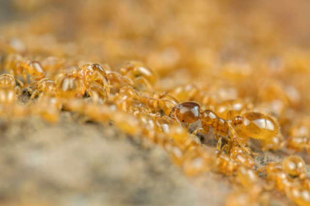 Solenopsis fugax_4010047 (f14, 1/250s, ISO 200, 2:1, mano libera, 2flash)