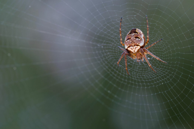 Zilla diodia_4020153 (f9, 1/200s, ISO 800, treppiede, 1led)