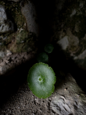 Pietragalla (PZ) - fotografia di Ugo Baldassarre - OM System OM-5