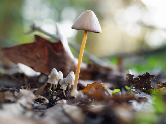 Conocybe apala