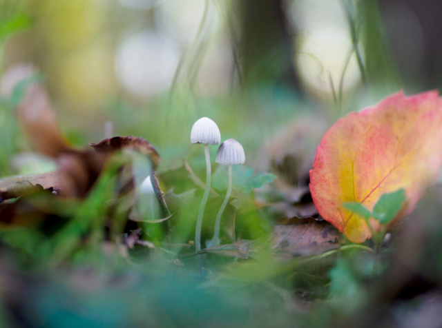 Coprinus disseminatus, Monza,nov2022