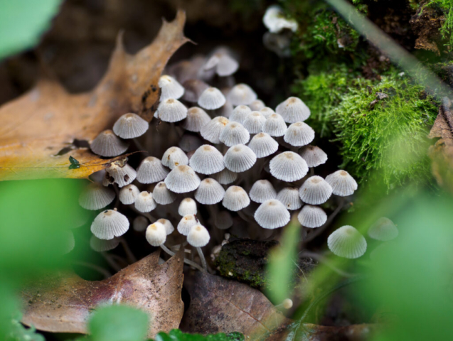 Coprinus disseminatus, Monza,nov2022_3