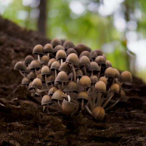 Coprinus micaceus, Monza, nov2022_4