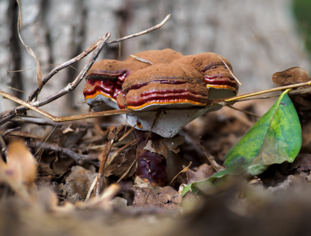 Ganoderma lucidum, Monza, nov2022