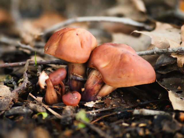 Gymnopus fusipes