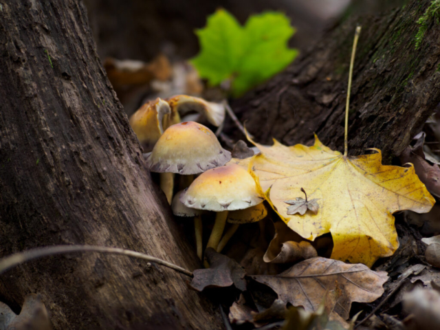 Hypholoma fasciculare, falso chiodino, Monza,ott2022