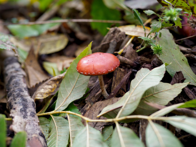 Leratiomyces ceres, Monza, ott2022