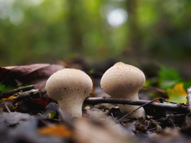 Lycoperdon perlatum