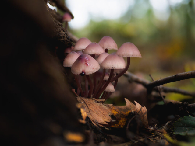 Mycena haematopus