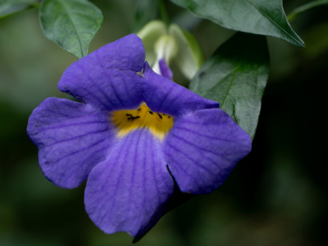 Panasonic Lumix G9 II - Leica DG Vario Emarit 12-60mm f/2.8-4 OIS