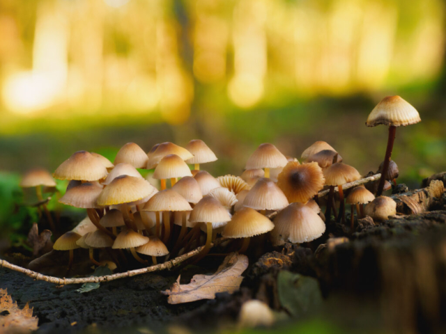 mycena renati