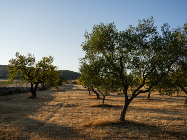 P7300155