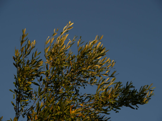 Puglia | OM5- II + OM 14-150mm f/4 - 5.6 ED - Ugo Baldassarre